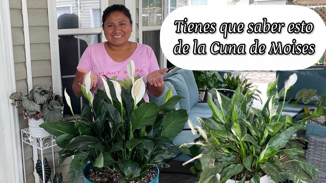 TIENES QUE SABER ESTO DEL SPATHIPHYLLUM CUNA DE MOISES