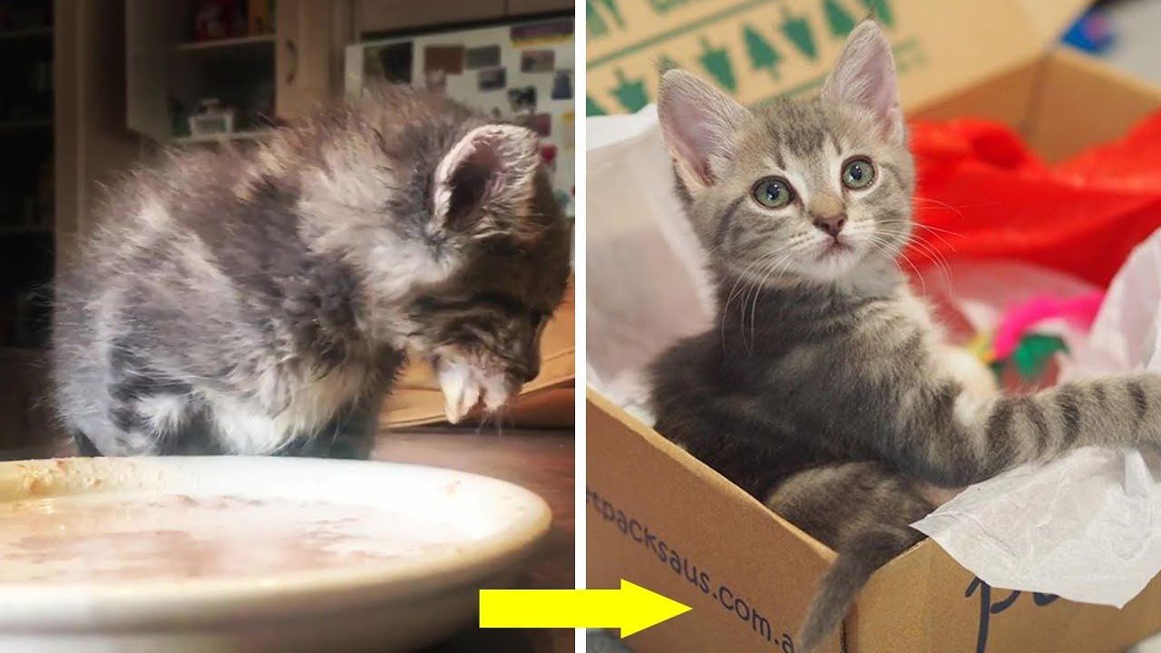 Amazing Transformation of Stray Kitten Was Found Under A Pile of Timber Without Mama Cat or Siblings