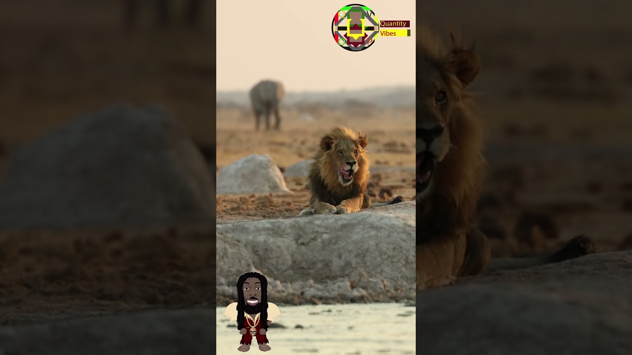 Early Morming Meditation #shorts, #natureasmr, #Lion