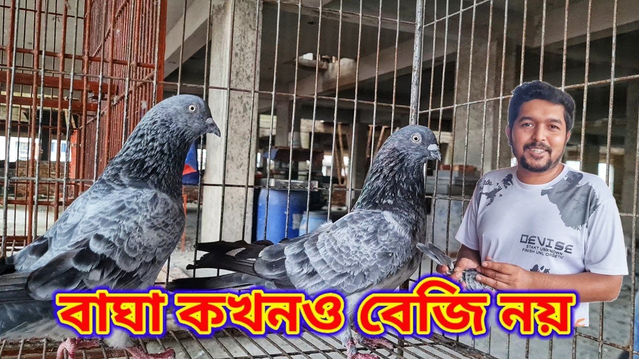 বাঘা কবুতর কখনোই বেজি কবুতর নয় তার প্রমাণ দিলেন নাহিদ ভাই❤️| Miraj Pigeon & Pets