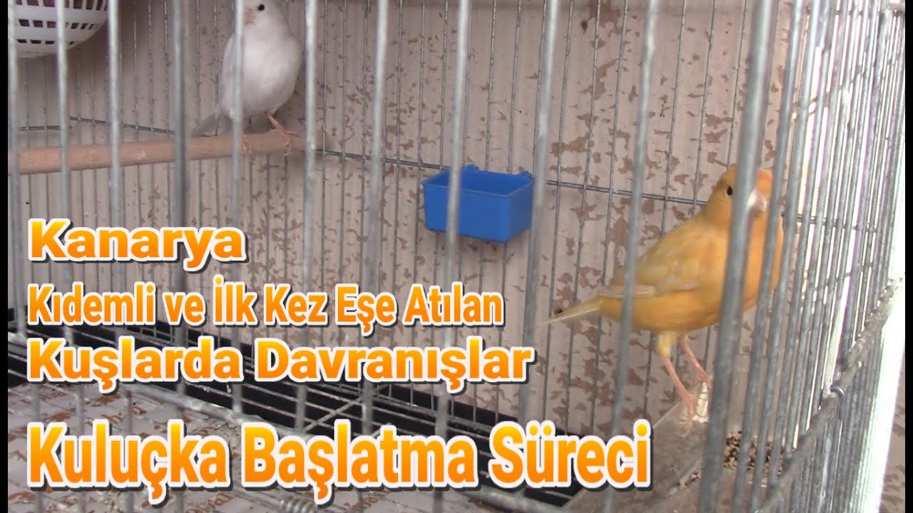 Kanarya | Eşe Attığım 3 Takım | Kuluçka Hazırlık Davranışları