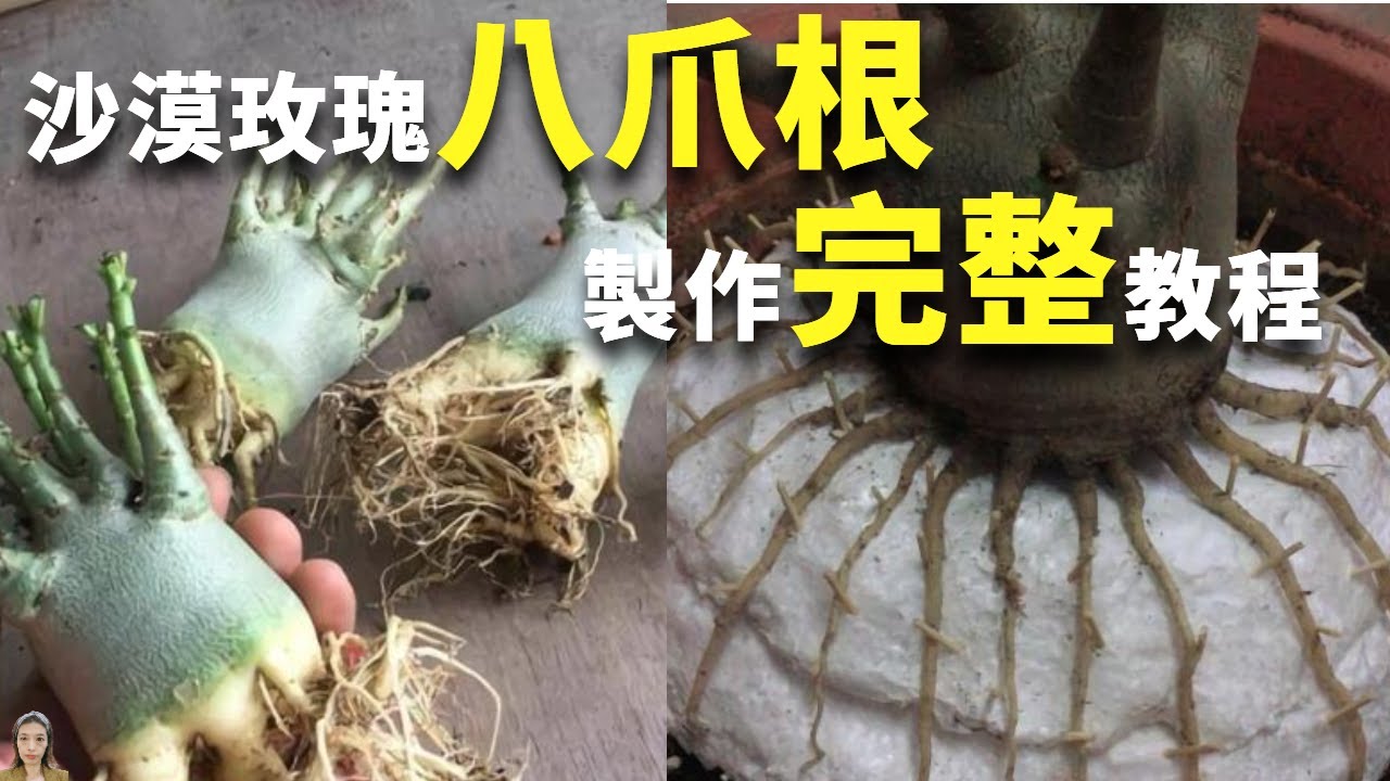 沙漠玫瑰“八爪根”完整教程，自己在家就能做，2年后价值翻几倍|花花世界