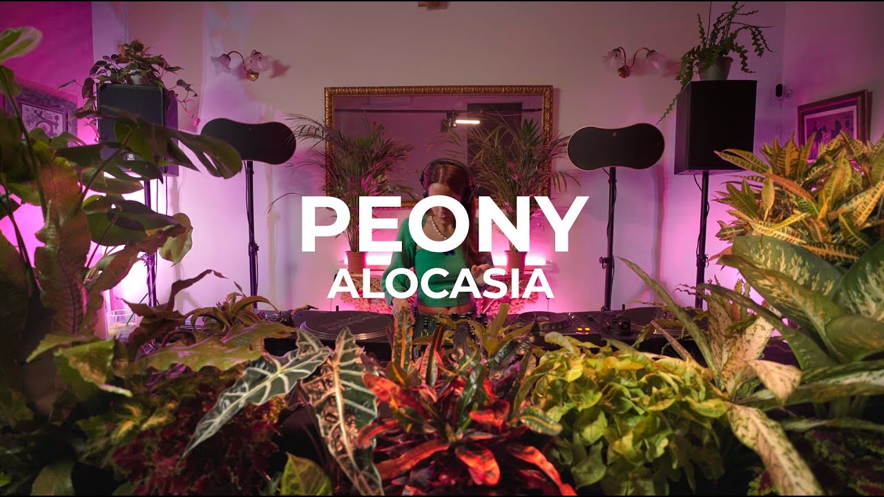Electro house at the jungle by Peony at Mansion - Alocasia TV Barcelona