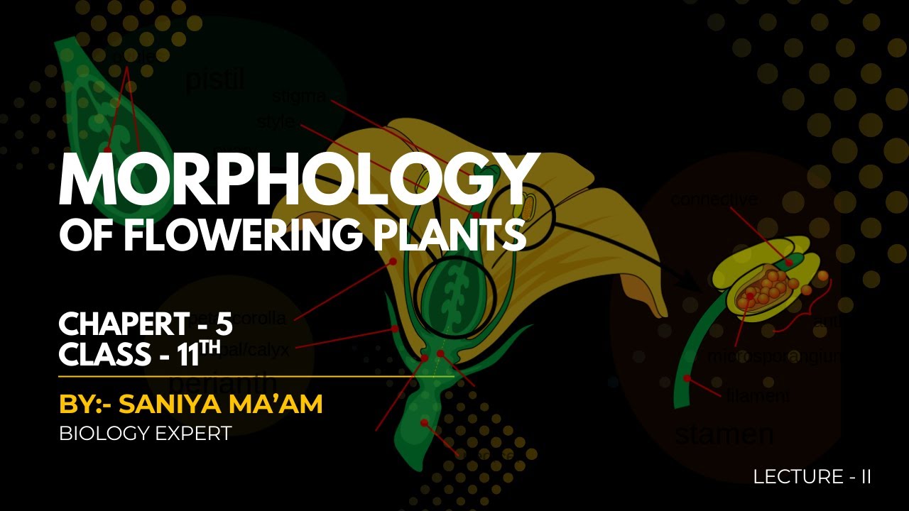 MORPHOLOGY OF FLOWERING PLANTS I CLASS 11th I LECTURE - II