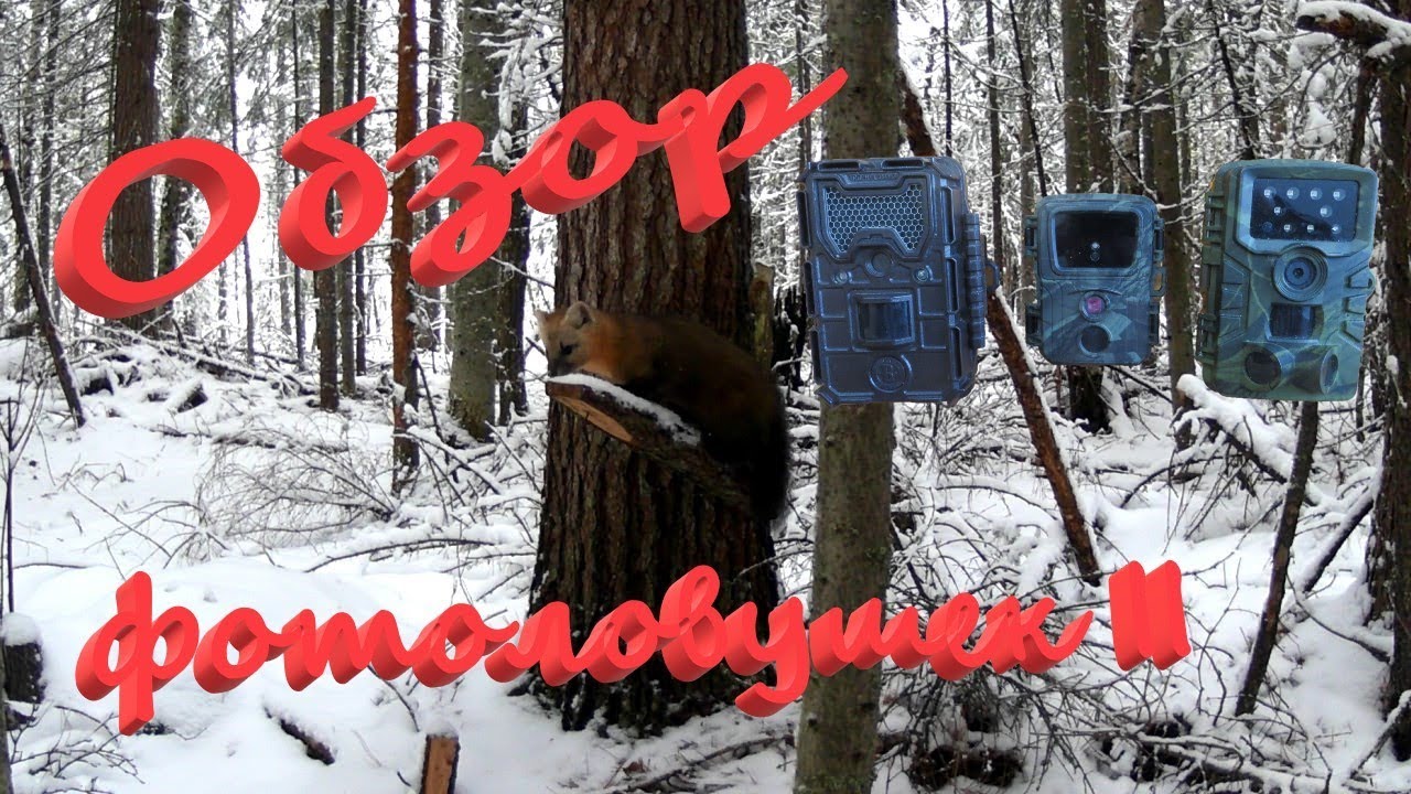Обзор фотоловушек Филин mini 600 Филин HC-700Ah Bushnell вопросы и различия после года эксплуатации