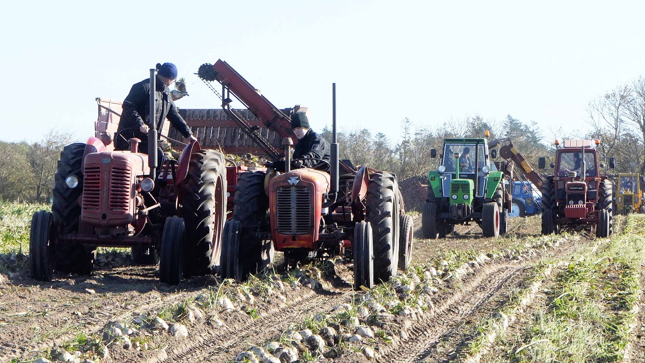 Vintage Sugarbeet Harvest 2025 | Lots of Vintage & Special Built Tractors in The Field