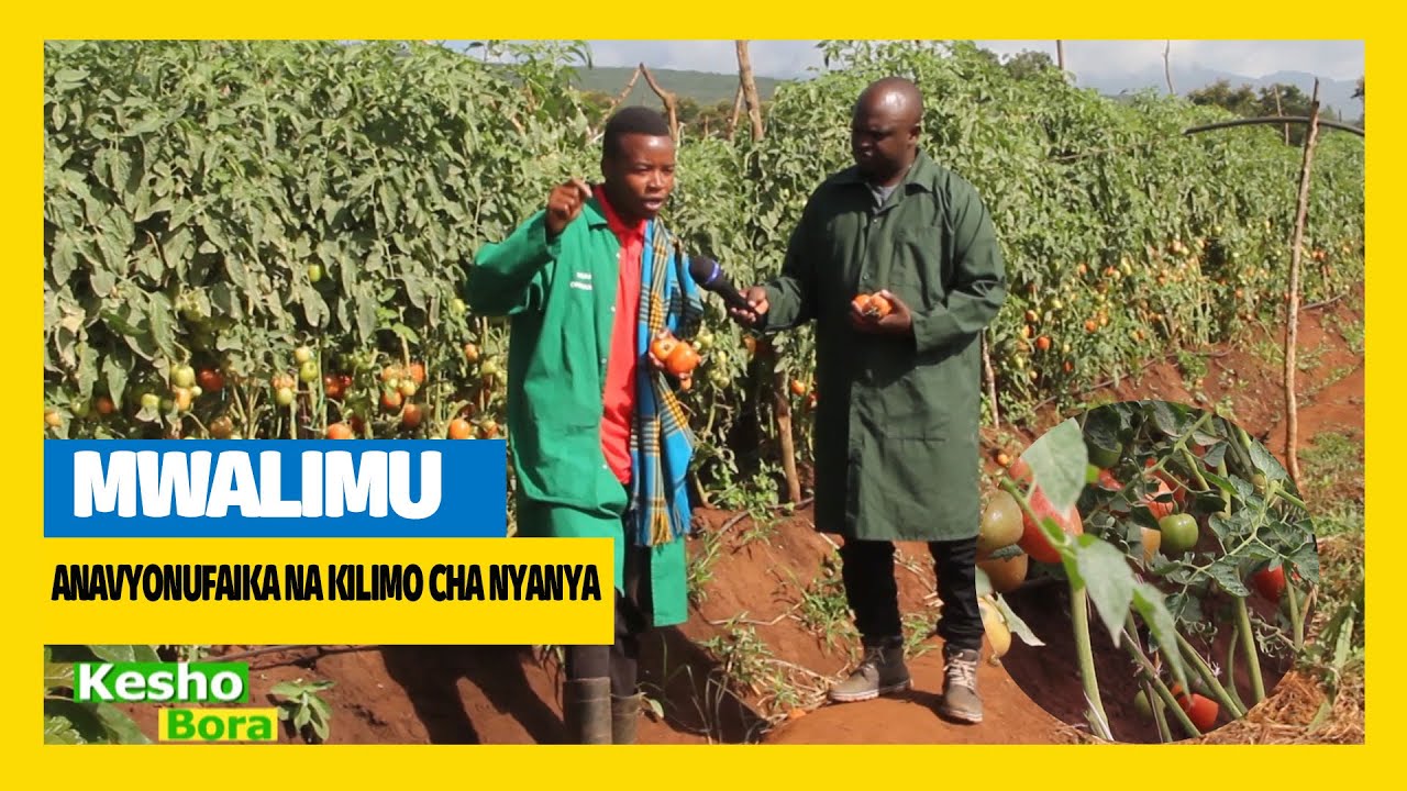 #TBC1:SHAMBANI KESHO BORA:SHUHUDIA MKULIMA MSOMI WA NYANYA| AMEBADILISHA MAISHA YAKE KUPITIA KILIMO