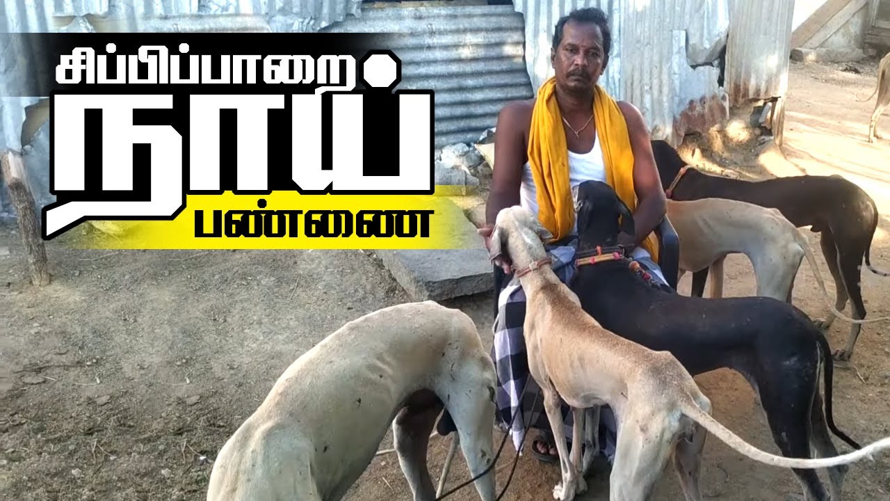 Chippiparai dog Farm in Kakkivadan Patti | சிப்பிப்பாறை நாய் பண்ணை காக்கிவாடன்பட்டி | Dog Kennel