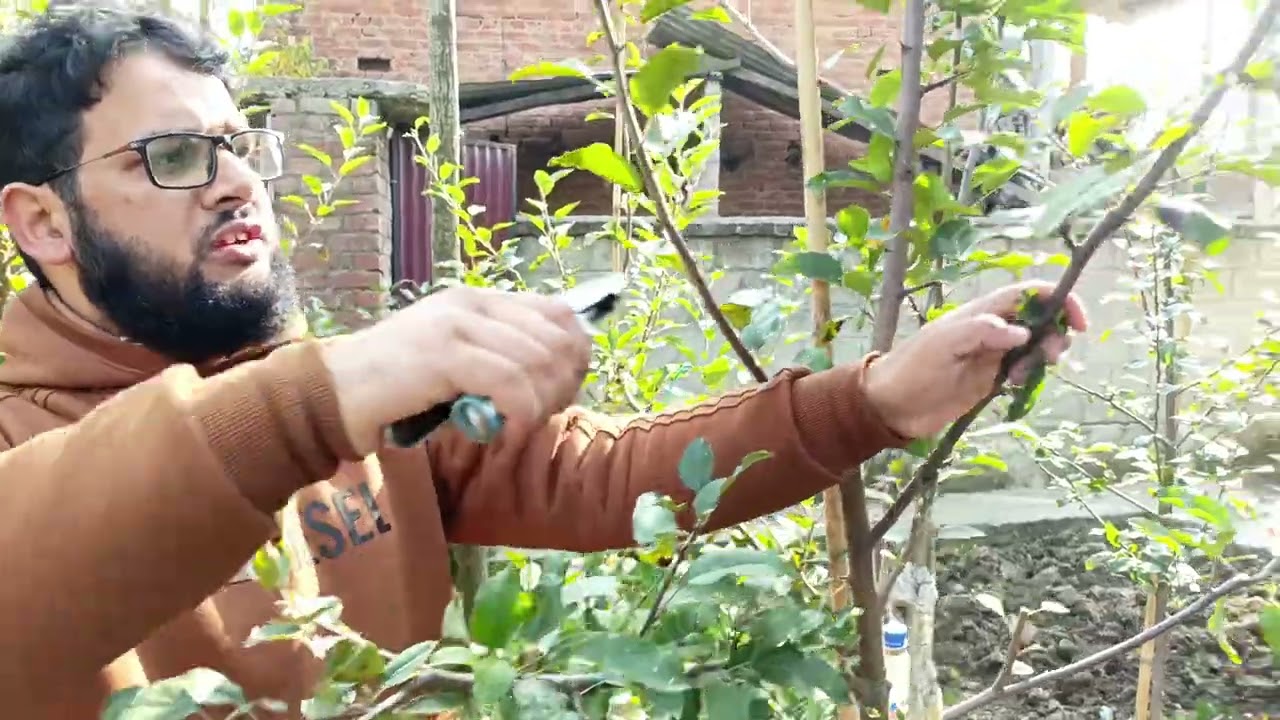 You can restrict a branch in its own specific area without promoting more vigour /Aamir Hussain