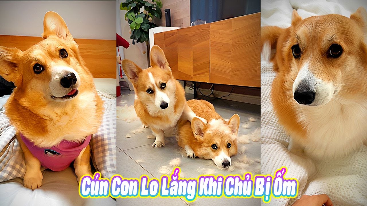 🐶 Cún Con Lo Lắng Khi Chủ Bị Ốm #thúcưng #vậtnuôi #chómèohàihước #funny #pets #cat #cute