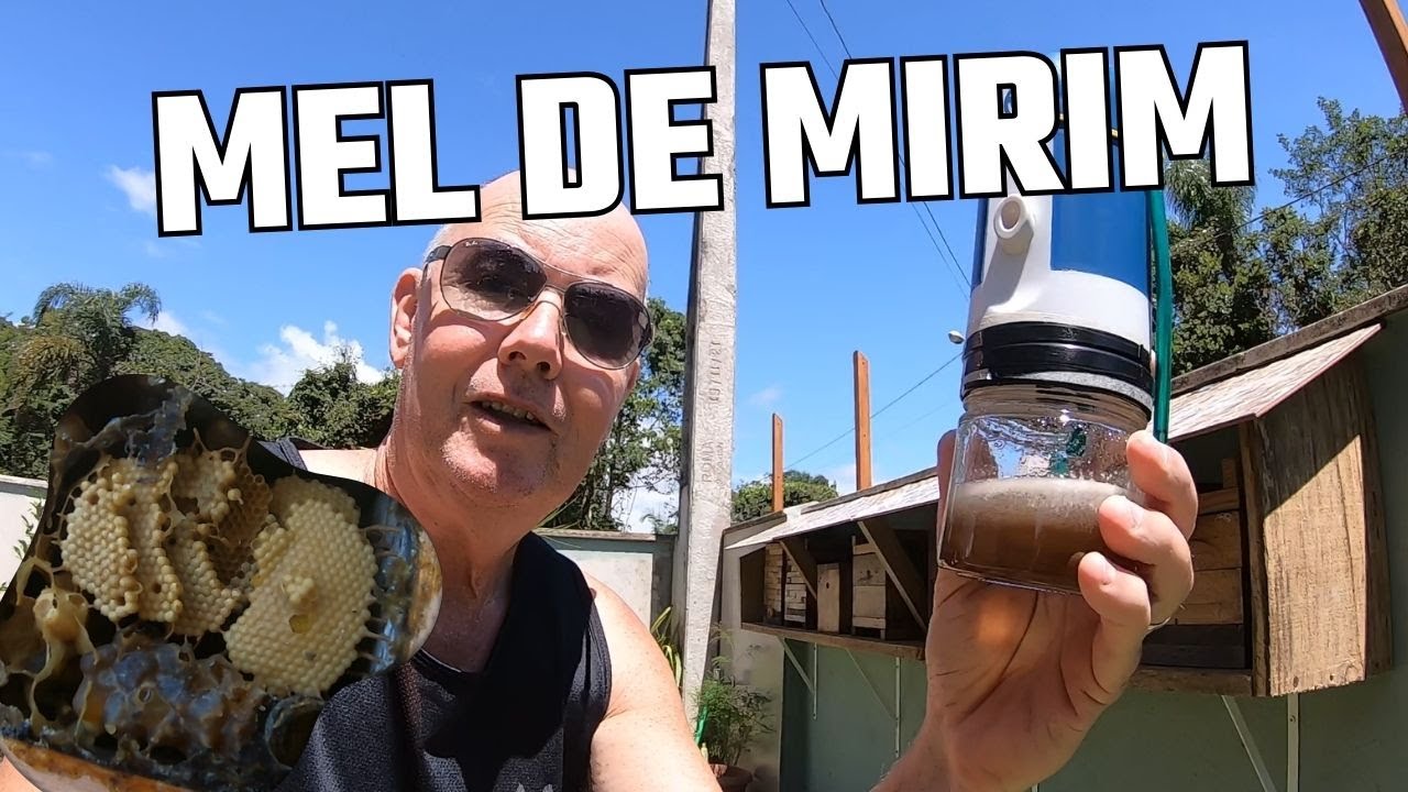 413- COLHENDO MEL DE ABELHA MIRIM