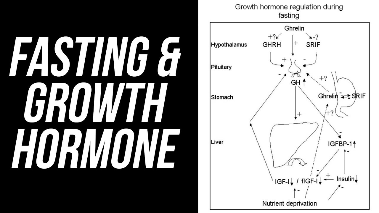 Fasting, Growth Hormone & Autophagy