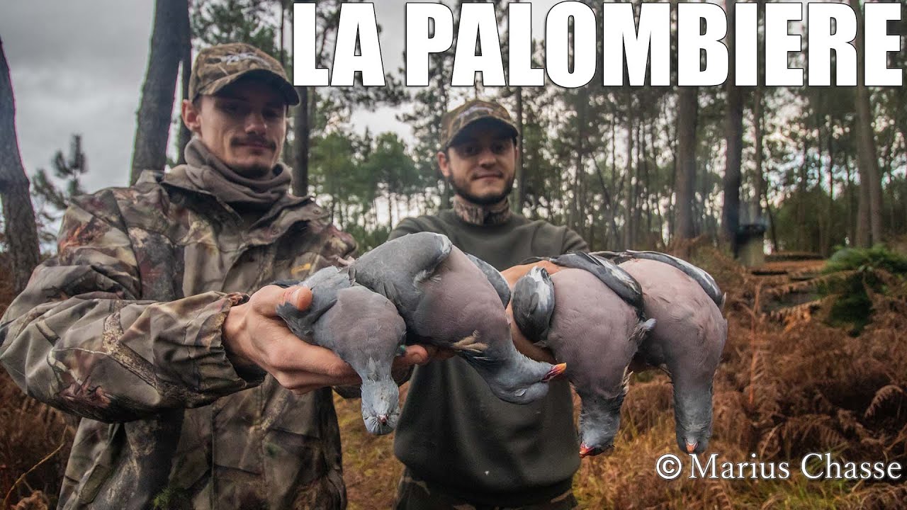 Chasse à la PALOMBIÈRE dans les Landes !