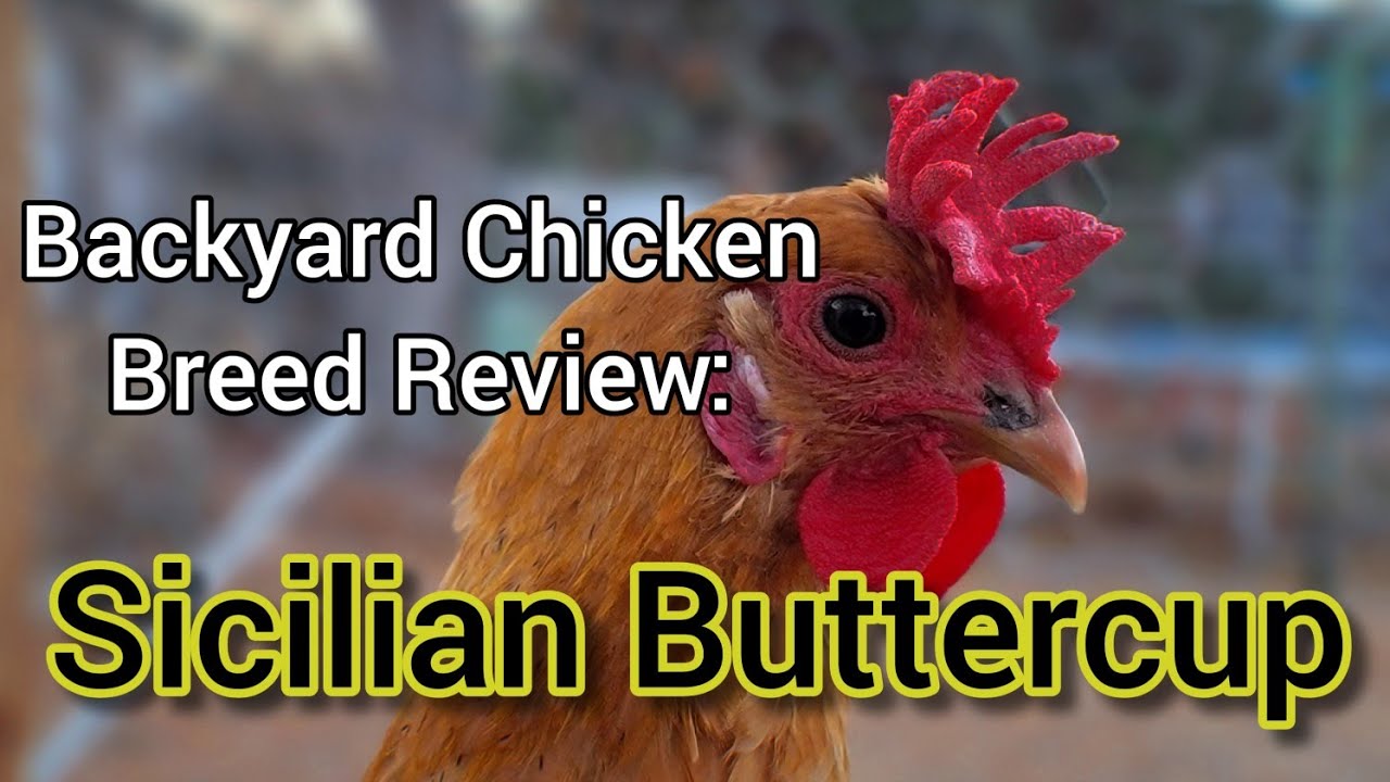 Backyard Chicken Breed Review: Sicilian Buttercup Hens