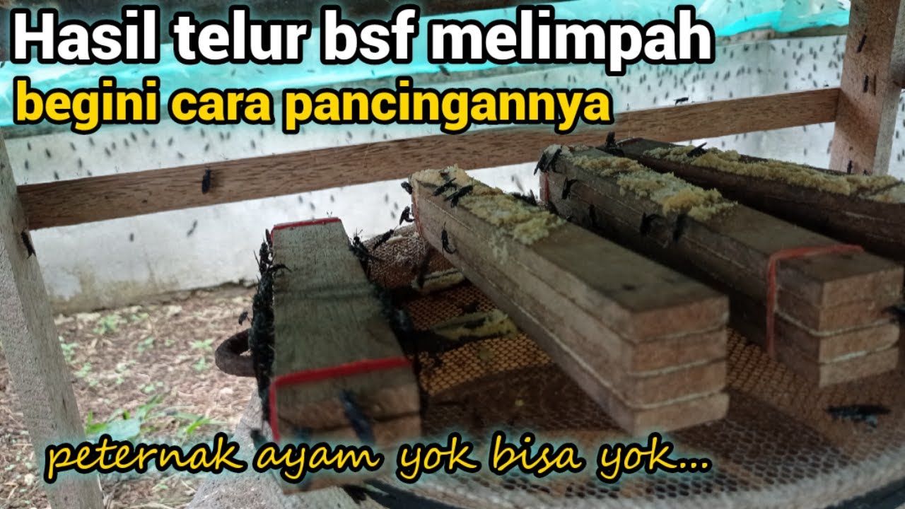 Peternak ayam begini cara bikin pancingan bertelur lalat bsf, hasil telur super melimpah 👌