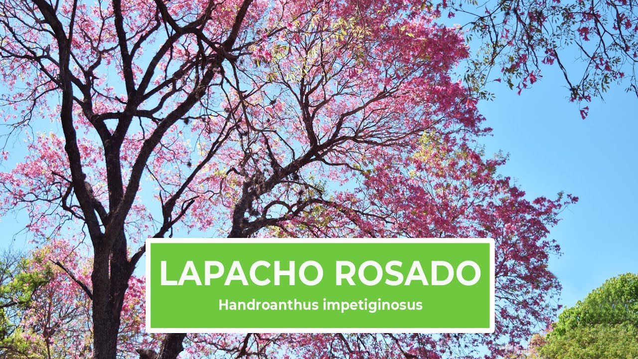 Lapacho Rosado - Ecoprofe