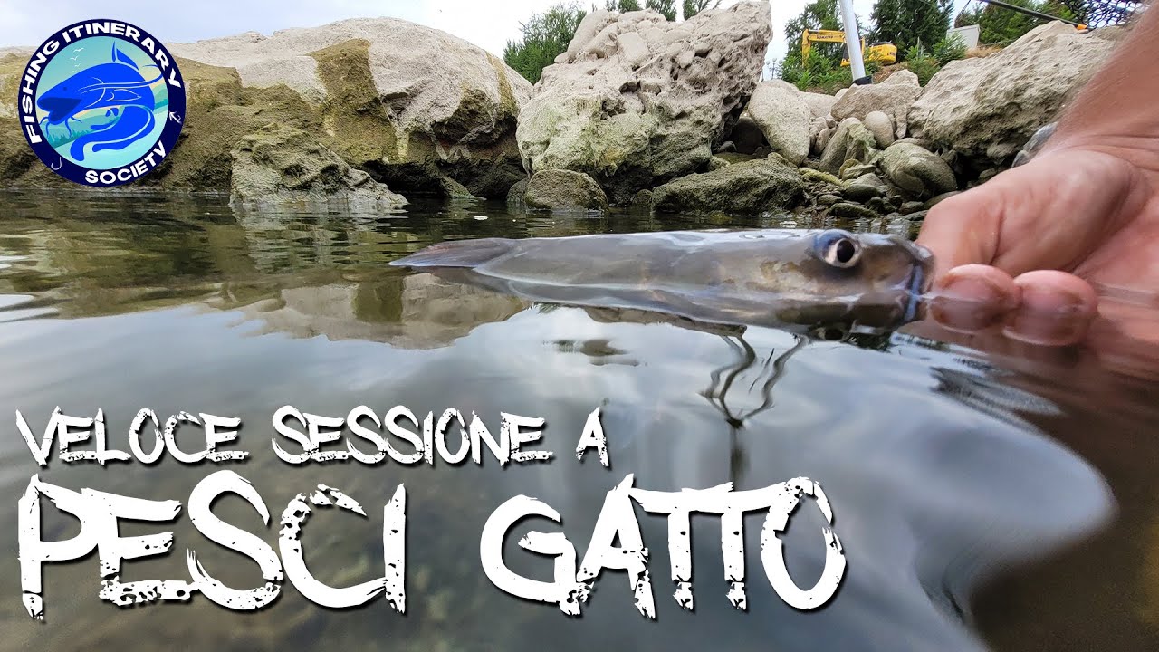 PESCA AL PESCE GATTO IN ARNO