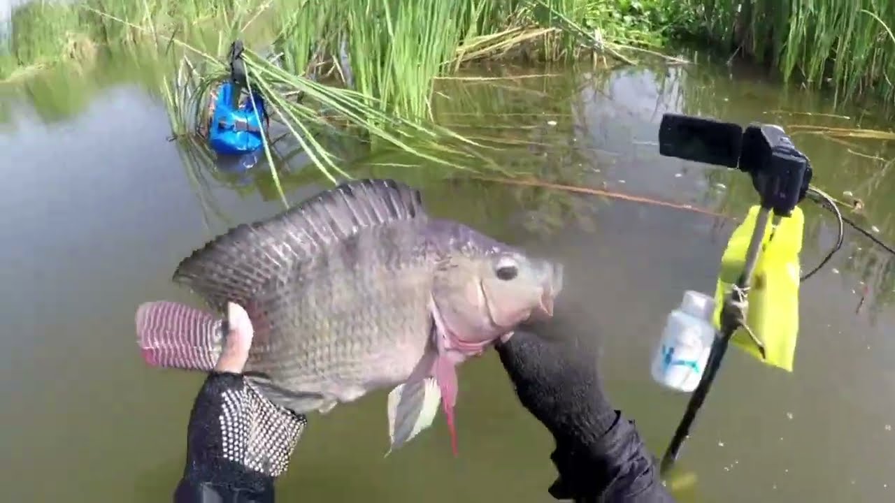 Mancing Nila Demak‼️Kumpulan video full strek babon