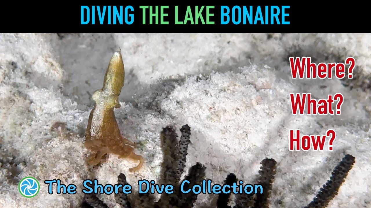 Diving The Lake Bonaire | The Shore Dive Collection | TropicLens - 4K