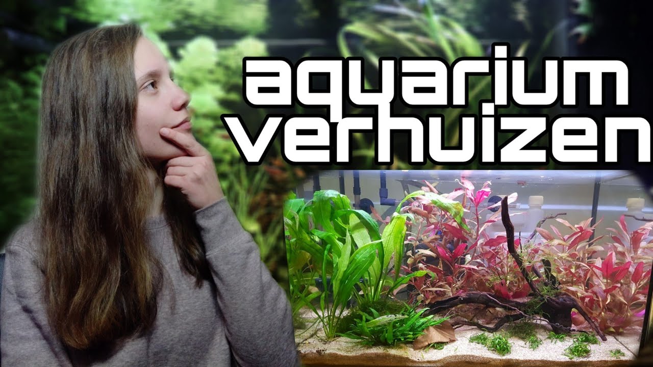 Aquarium VERPLAATSEN, Stap voor Stap een Aquarium Verhuizen! //Nickey//