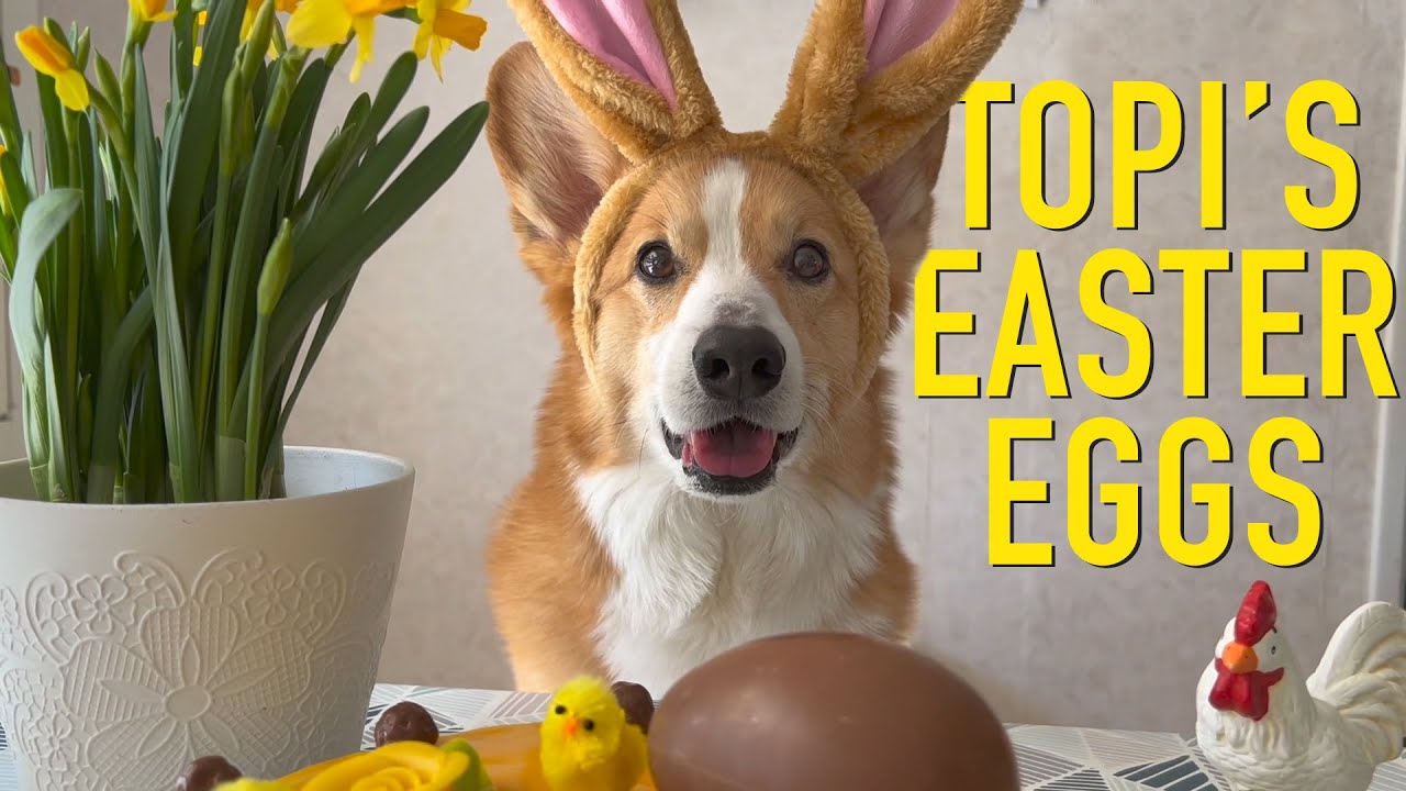 EASTER BUNNY - Topi the Corgi