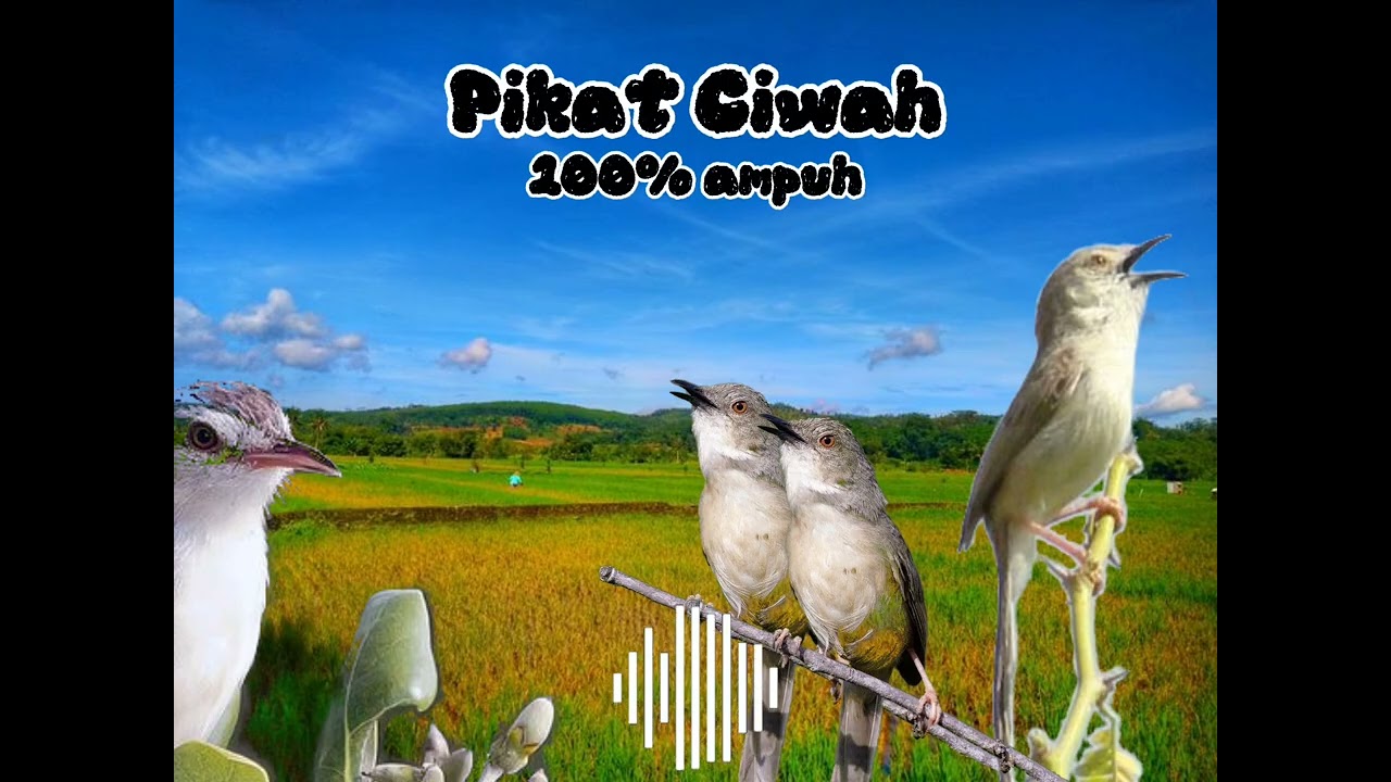 Pikat Ciblek Sawah / Prenjak klik / Eder Eder ||  100% Ampuh || #pikatanburung #ciwah #prenjakklik 