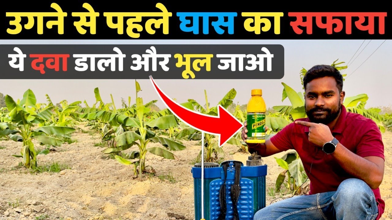 खेतों में खरपतवार उगने से पहले ही सफाया Pendamethalin 30% EC Best Herbicide for weed control