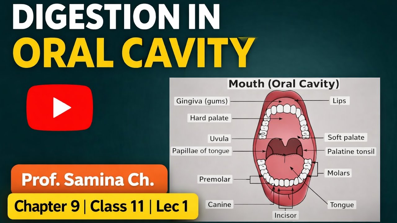 Oral Cavity | Structure & Functions | Human Digestive System | Biology Lecture