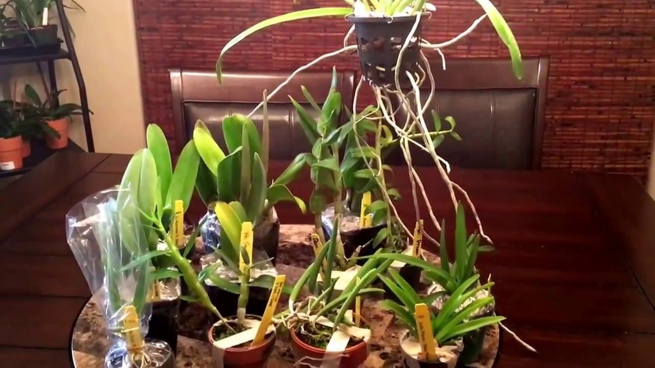 Carmela Orchids