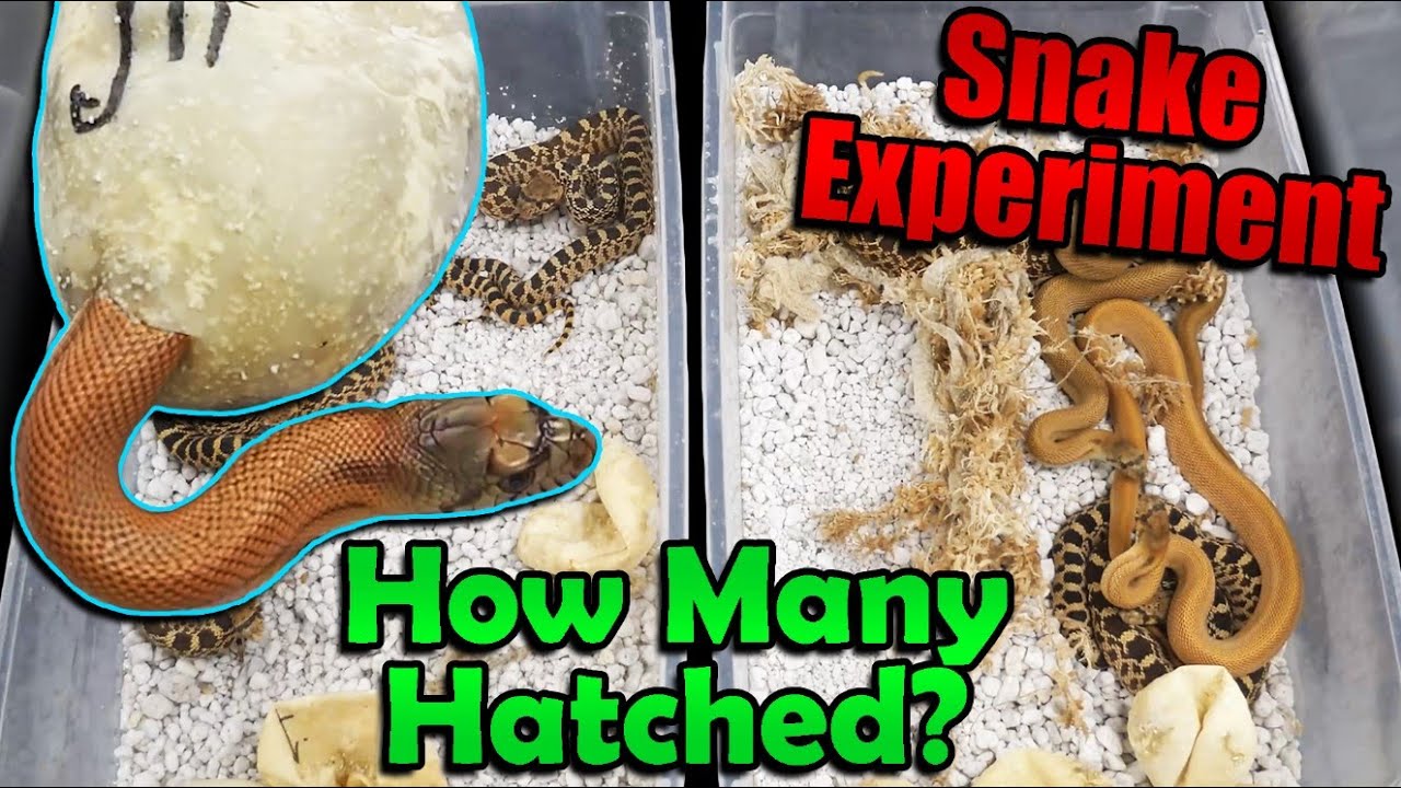 Experiment Results! Incubating Snake Eggs in our Bullsnake's Cage!