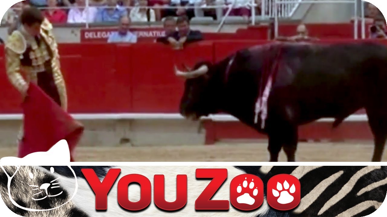 Der Stierkampf von Pamplona │YouZoo
