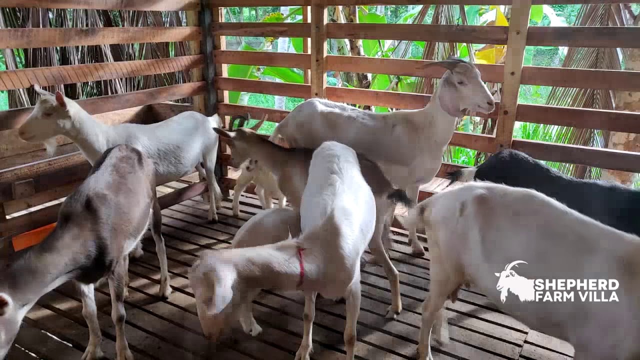 Goat Farming In Sri Lanka - We breed high quality goats for milk and dairy derivatives