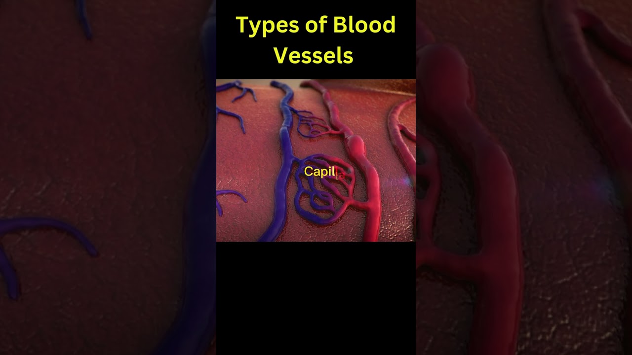 Types of Blood Vessels