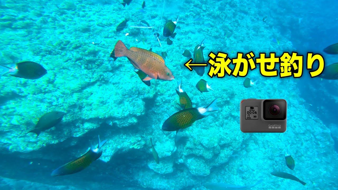 【クイシ水中】泳がせ釣りにGoPro付けて落としてみた結果...