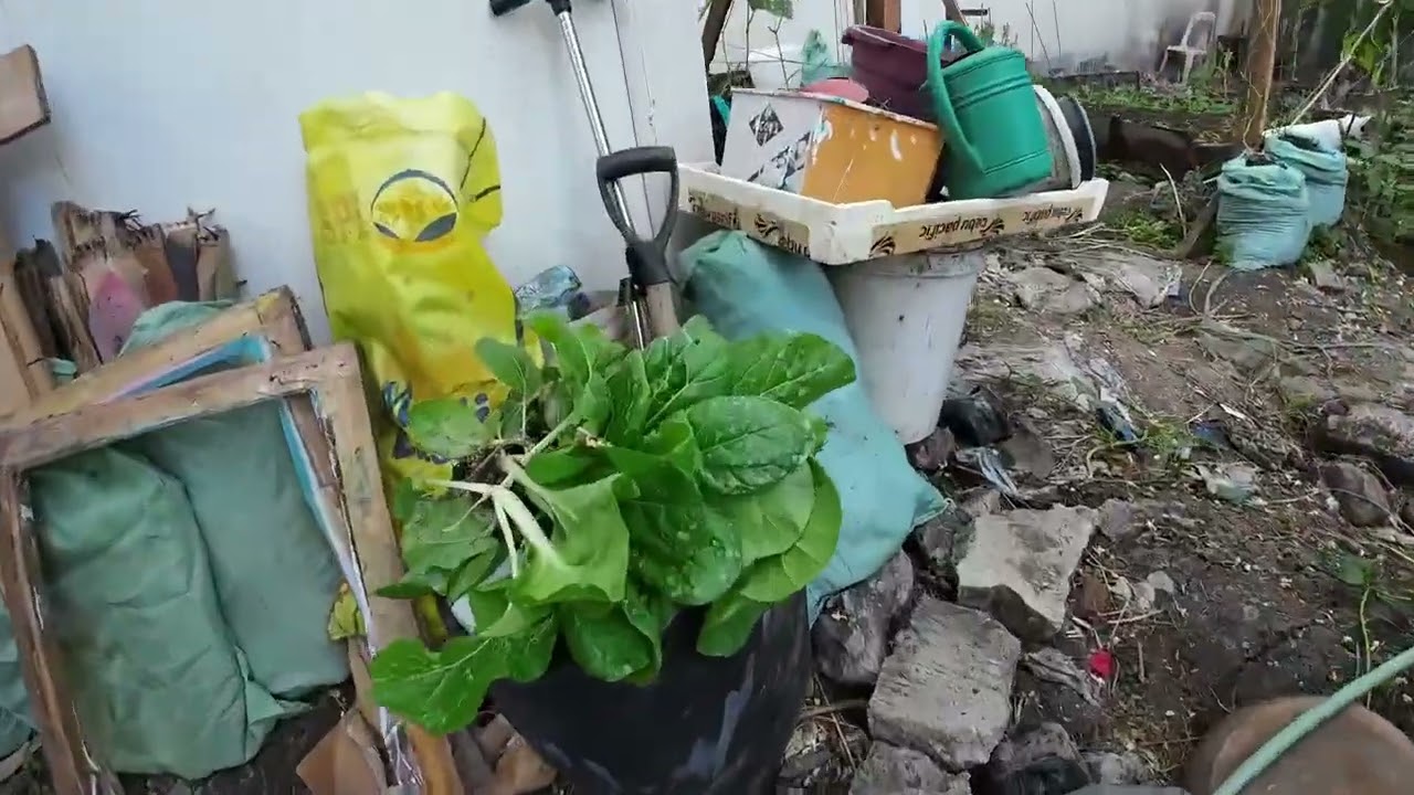 Backyard Garden