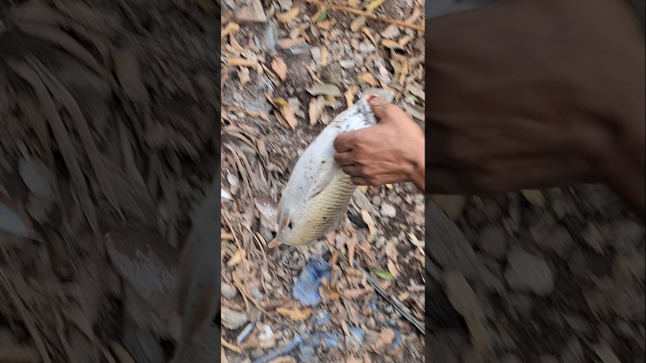 big hit😍    #bigfish #fishingvideo #villagefishing #rurallife #newfishingvideo #fishing #newvideo