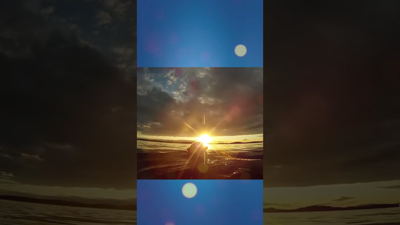 Por do Sol e Urso #pordosol #mundoanimal #animais #urso #ursopolar #mundoanimal #vidaselvagem