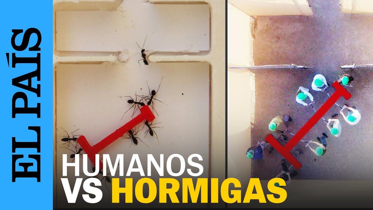 HUMANOS CONTRA HORMIGAS: el experimento del laberinto | EL PA&Iacute;S