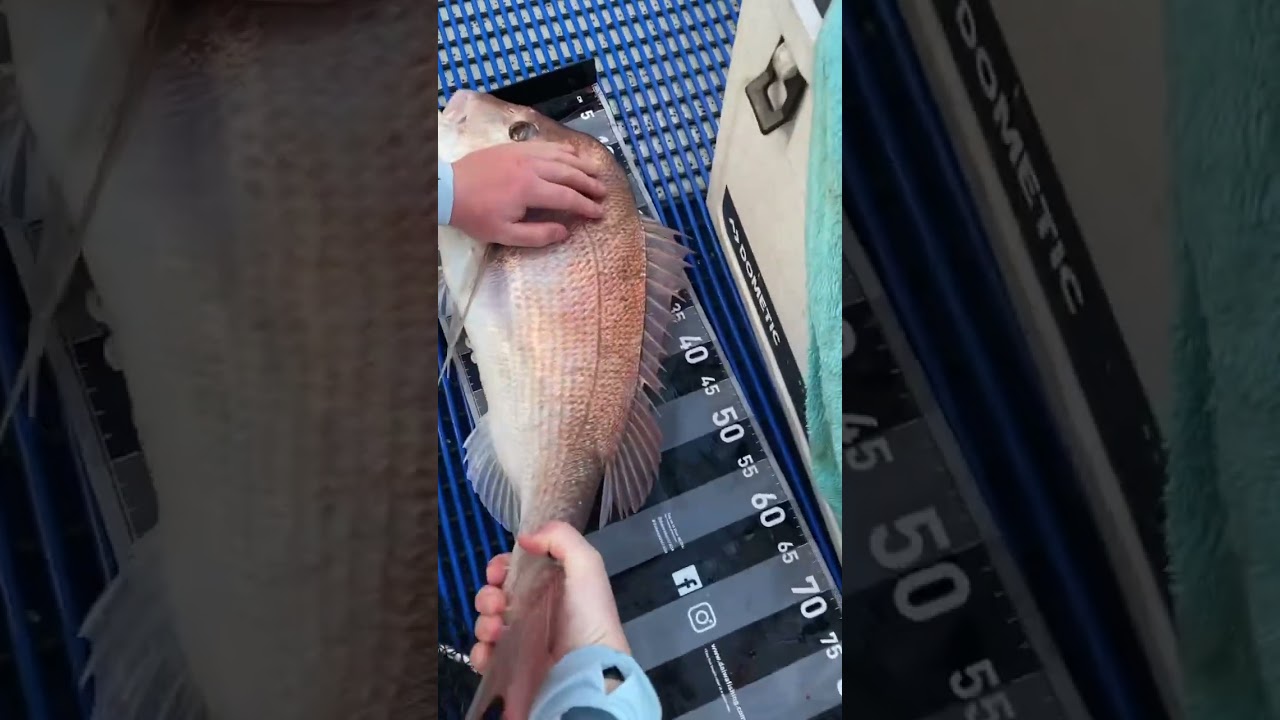81cm snapper tagged and released #snapper #fishing #fishingnsw #shimano #daiwa  #fishingsydney