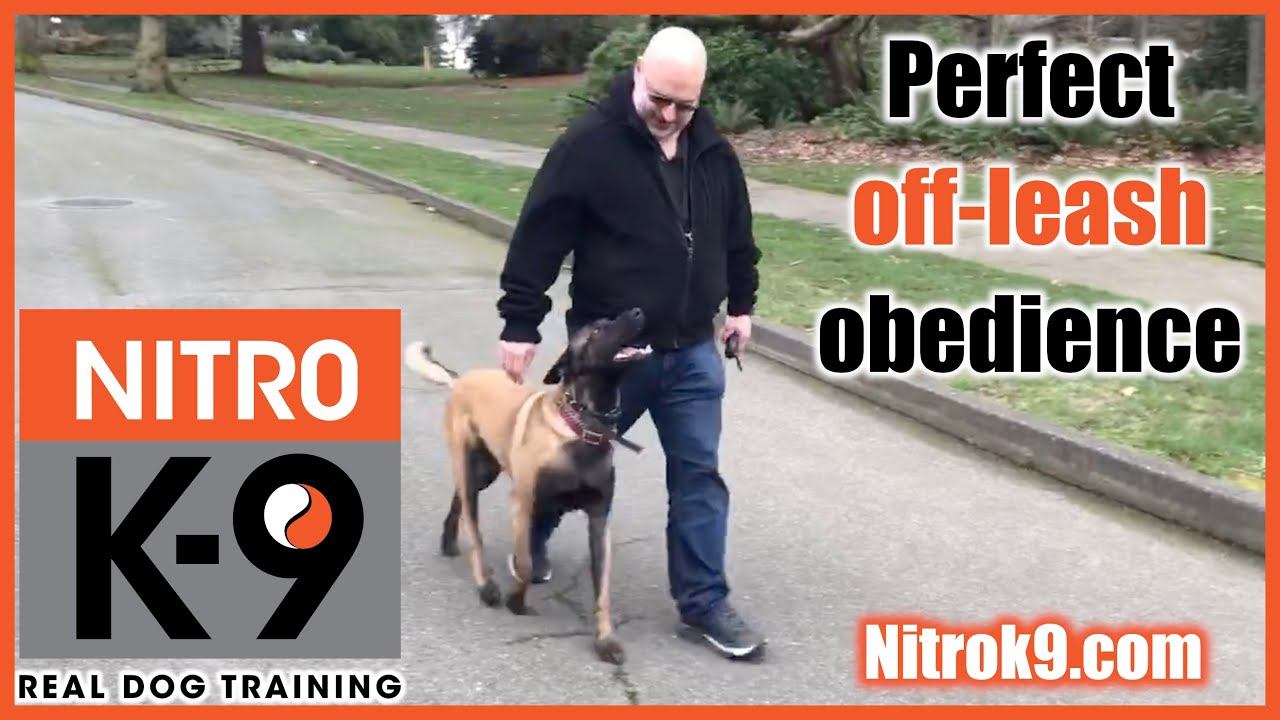 Perfect obedience: Nitro K9 student, level 2 graduation