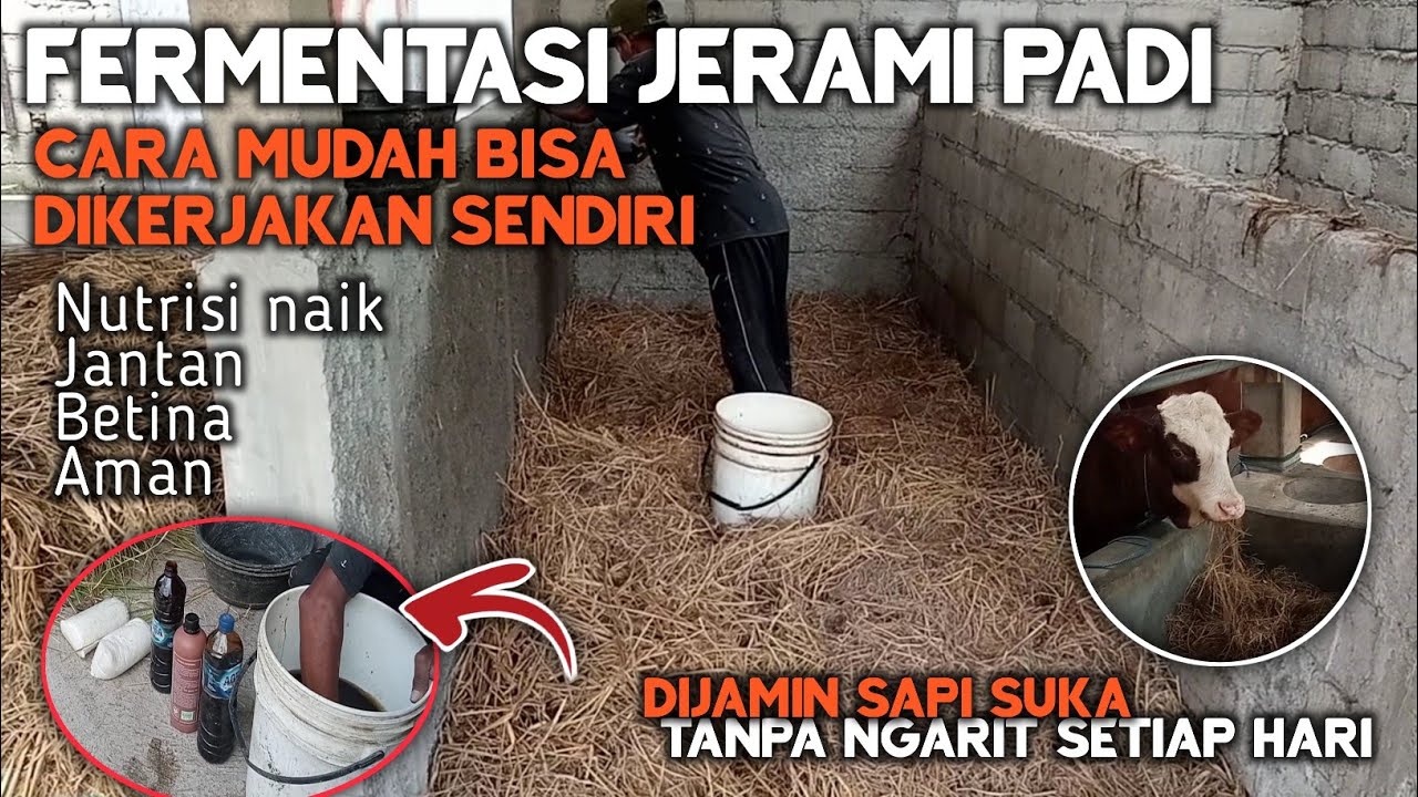 🔴 Cara Membuat Fermentasi Jerami Untuk Pakan Sapi