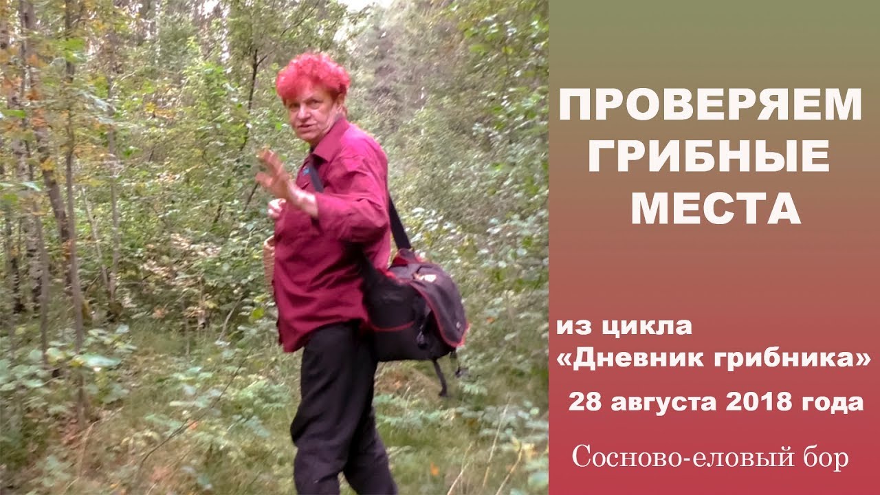 Проверяем грибные места.  Дневник грибника 28  августа 2018 года.