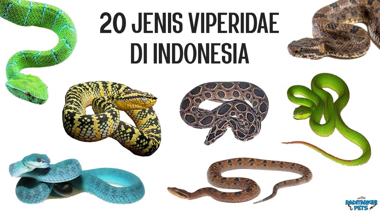 20 видов змей Viperidae в Индонезии