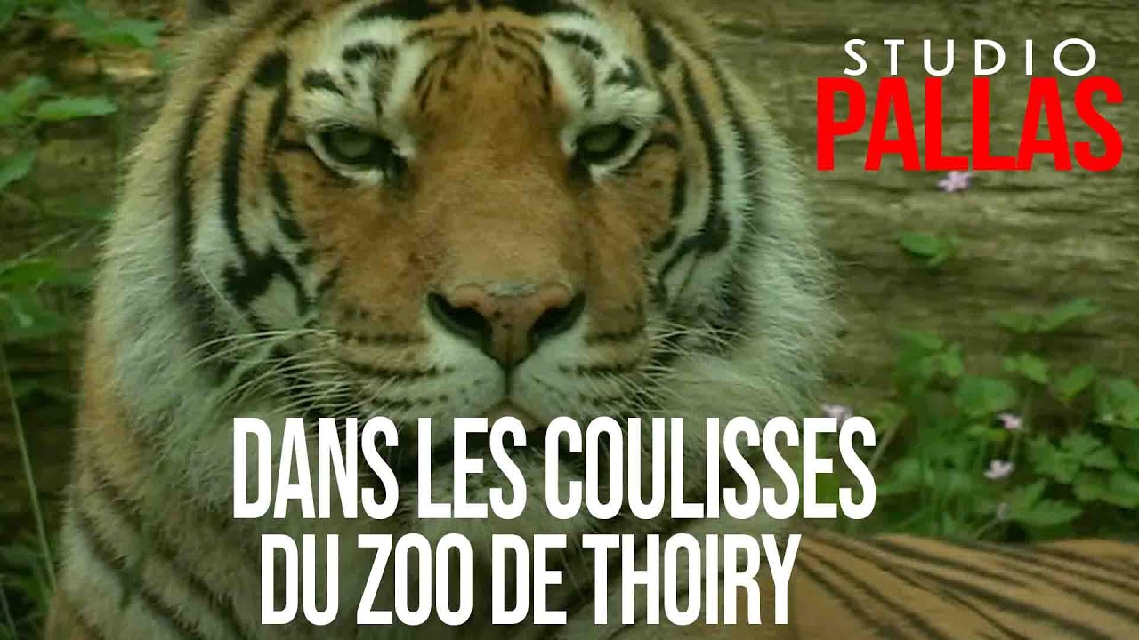 Dans les coulisses du zoo de Thoiry- Partie 1