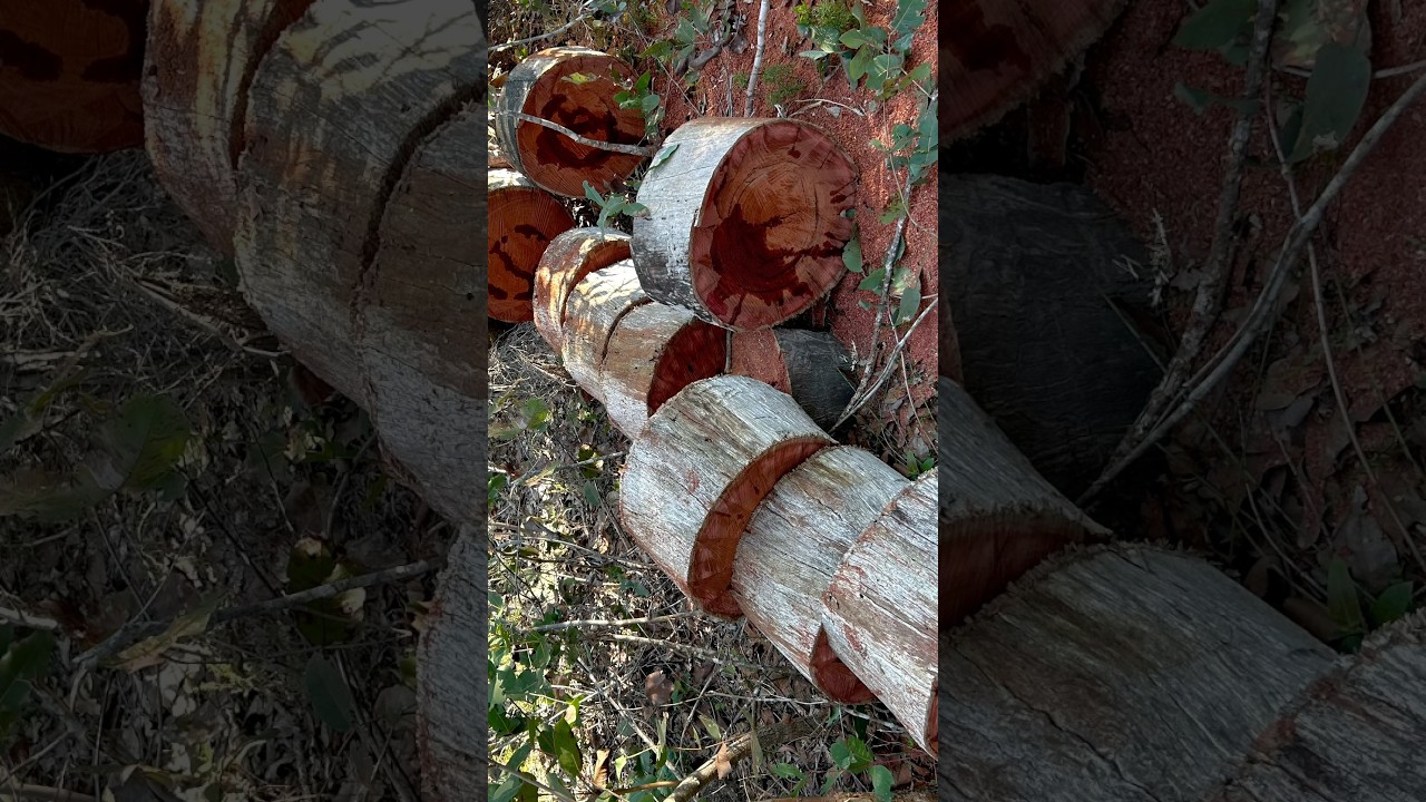 Firewood collection. #serenity #southwest #outdoorserenity #westernaustralia #stihl #stihlchainsaw