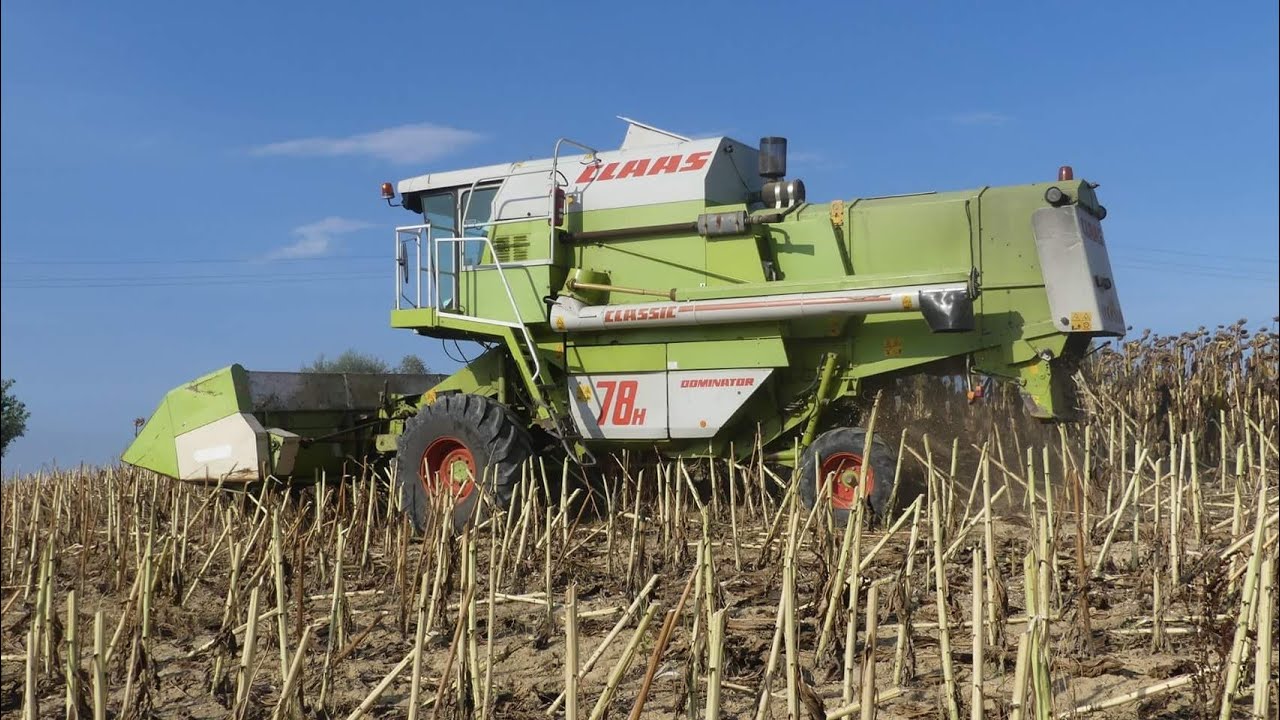 TREBBIATURA GIRASOLI | CLAAS DOMINATOR 78H + barra per girasoli F.lli ZAFFRANI | FENDT FARMER 309C