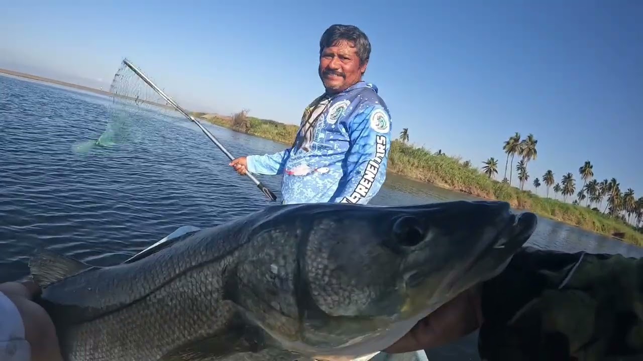Buenas capturas de robalos 🎣