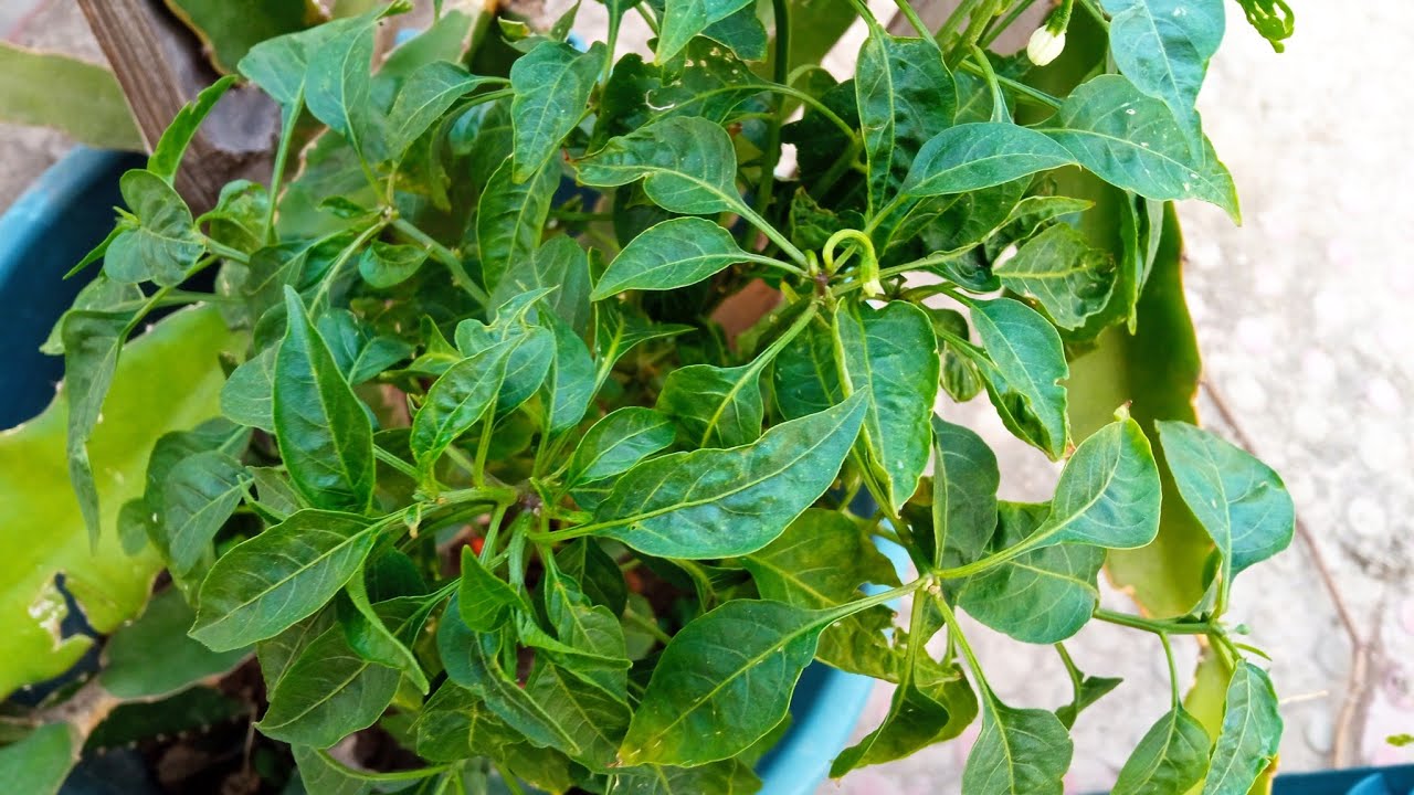৮০ বছরের গুনাহ মাফের দোয়া