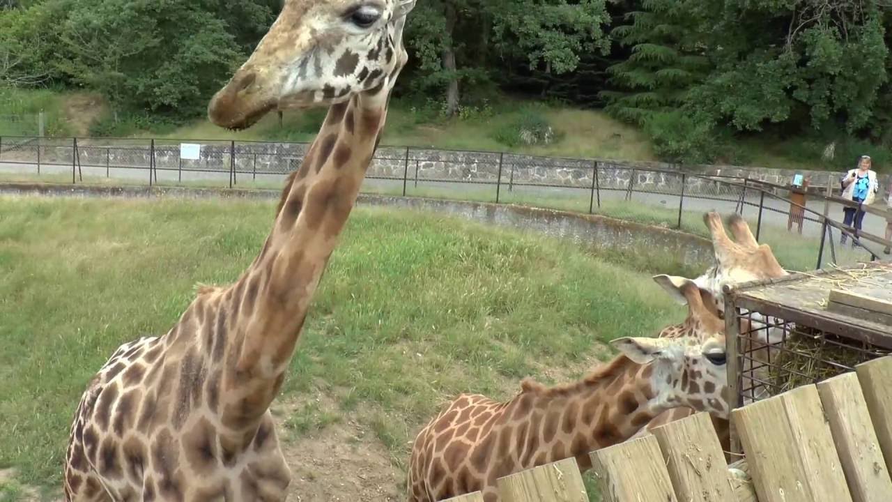 Tour VIP des Animaux du Safari de Peaugres (07)