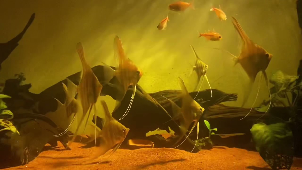 Wild Orinoco and Atabapo Altums, and Moenkhausia rubra tetras